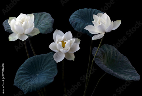 Mesmerized by the beauty of the white lotus flower.
