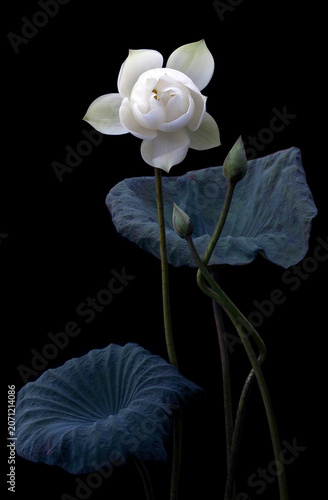 Mesmerized by the beauty of the white lotus flower.
