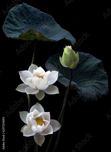 Mesmerized by the beauty of the white lotus flower.