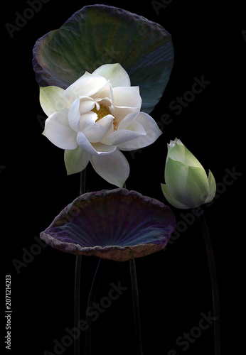 Mesmerized by the beauty of the white lotus flower.