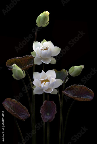 Mesmerized by the beauty of the white lotus flower.