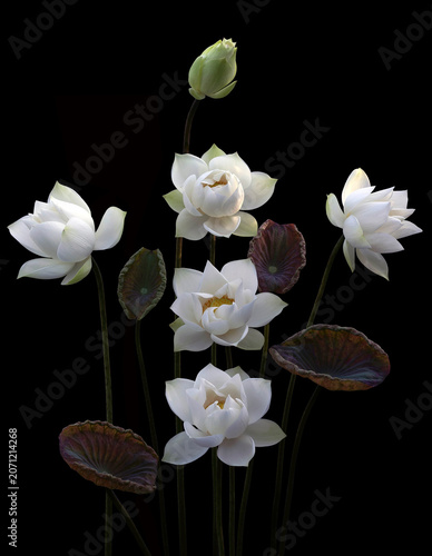 Mesmerized by the beauty of the white lotus flower.
