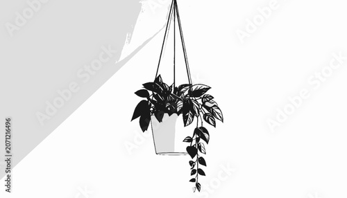 Hanging plant with long trailing leaves.