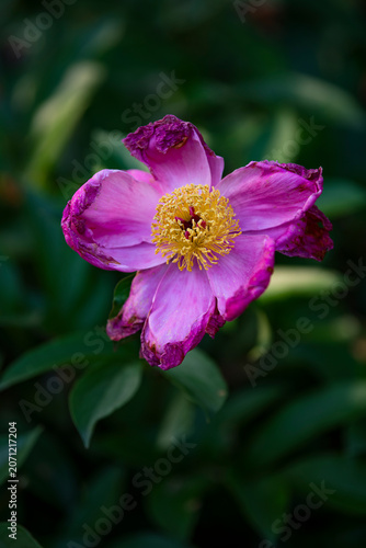 Close-up of a purple peony flower.