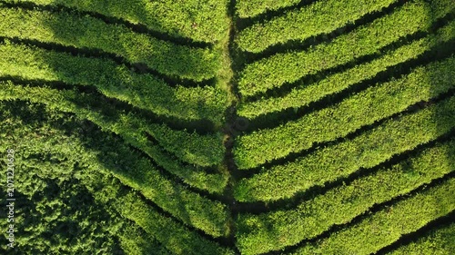 High angle perspective of terraced tea fields showcasing organic farming and symmetric nature patterns.