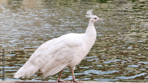 Fotografía portrait of white peacock walking by the lake