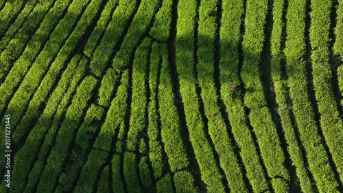 High angle view of geometric green lines on a tropical tea plantation field in morning sunlight.