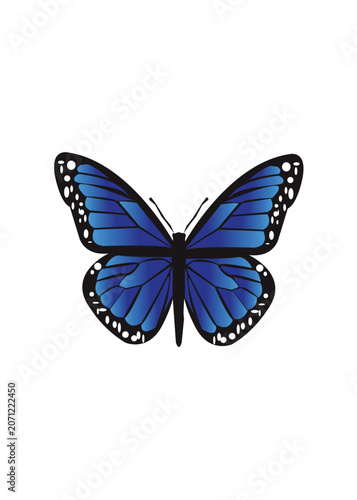 butterfly isolated on white background