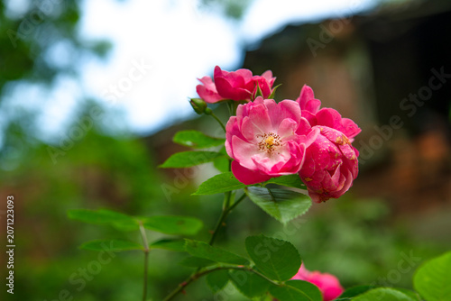 Принти на полотні Clusters of beautiful, blooming rambling roses