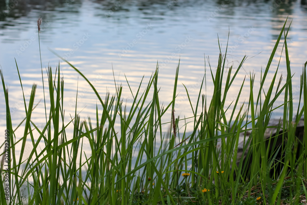 Fototapeta premium Lush green grass blades sway gently beside a tranquil body of water