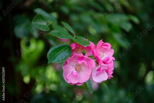 Foto Clusters of beautiful, blooming rambling roses