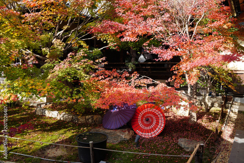 和傘が置かれた楓が紅葉した庭
