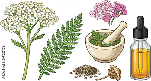 Fotografía Yarrow herb collection with medicinal flowers leaves essential oil seeds and nat