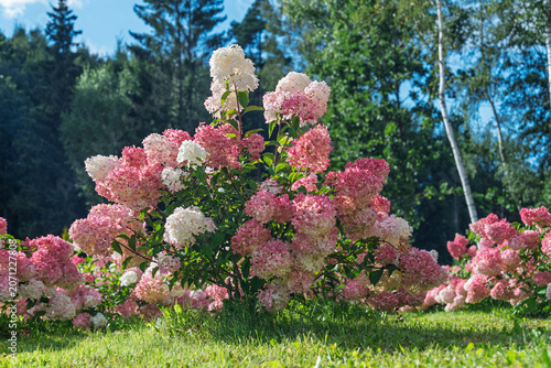 Cuadro en lienzo A vibrant bush of Hydrangea paniculata with large pink and white flower clusters blooming in a lush green summer garden with trees in the background under bright sunlight