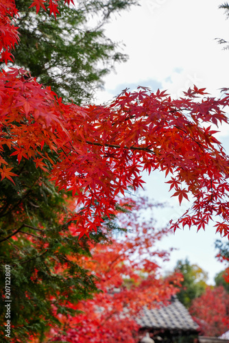京都の寺院の庭の真っ赤に紅葉した楓