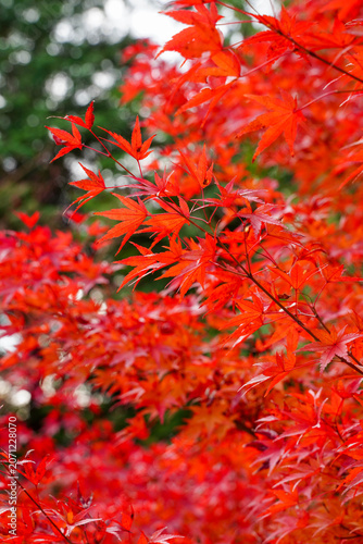京都の寺院の庭の真っ赤に紅葉した楓