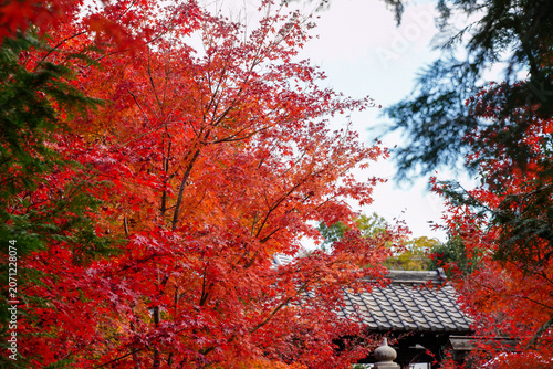 京都の寺院の庭の真っ赤に紅葉した楓