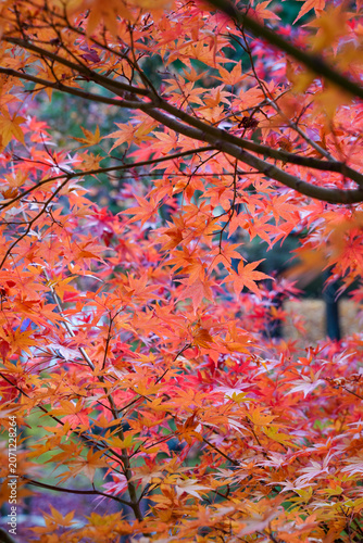 京都の寺院の庭の真っ赤に紅葉した楓