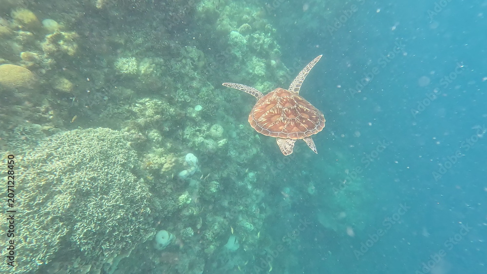 Fototapeta premium Sea Turtle Gliding Over Coral Reef in Crystal-Clear Waters