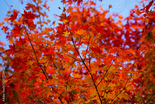 京都の寺院の庭の真っ赤に紅葉した楓