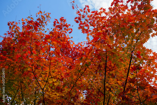 京都の寺院の庭の真っ赤に紅葉した楓