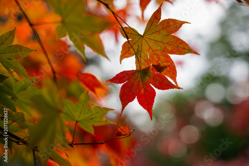 京都の寺院の庭の赤く紅葉した楓の葉