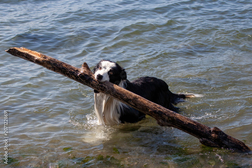 Fotografie Border Collie Fetching Large Stick in Ocean Water