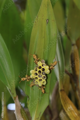 Ropalidia ornaticeps (Small brown paper wasps) 
they constructing delicate paper combs from chewed plant fibers suspended under leaves in forest
Pang Sida National Park in Sa Kaeo Province, Thailand.