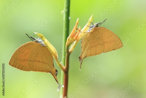 Common Yamfly (Loxura atymnus) , is famous for consuming nectar secreted from the extrafloral nectaries stimulated by the ants. Pang Sida National Park in Sa Kaeo Province, Thailand.