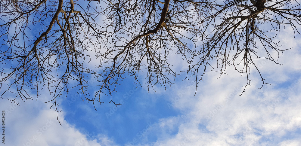 Obraz premium Cloudy Blue Sky Framed by Leafless Tree Branches