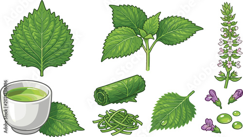 фотографія Nettle herb collection with medicinal leaves herbal tea botanical elements and n