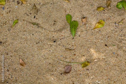 Close-up view of textured sand with scattered fallen leaves and small pebbles