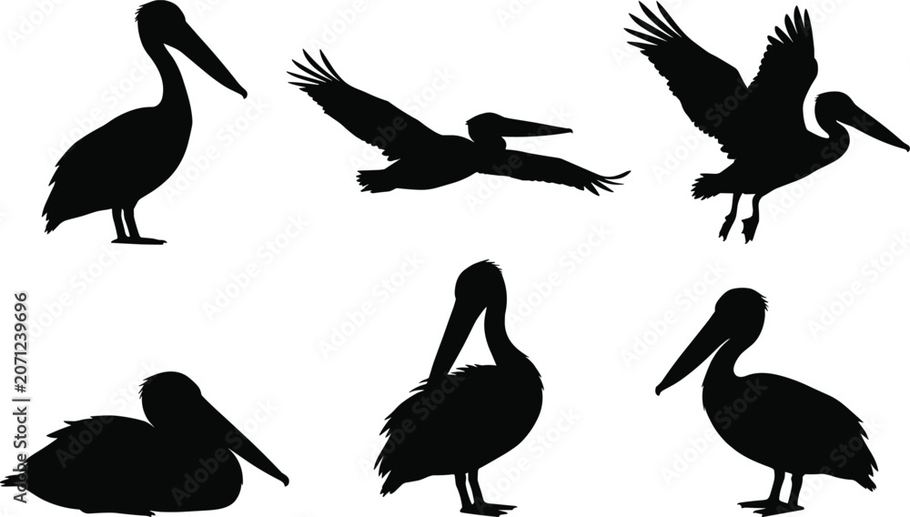 Obraz premium Pelican bird silhouette collection featuring flying and standing poses for coastal wildlife and nature themed design projects
