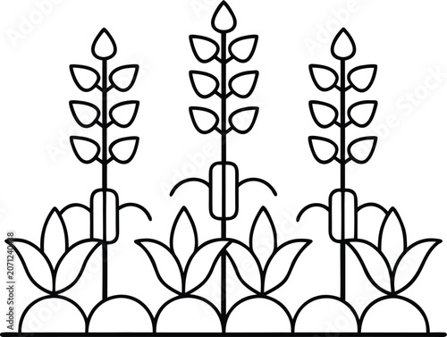 three sisters garden corn beans squash line art vector illustration on transparent background