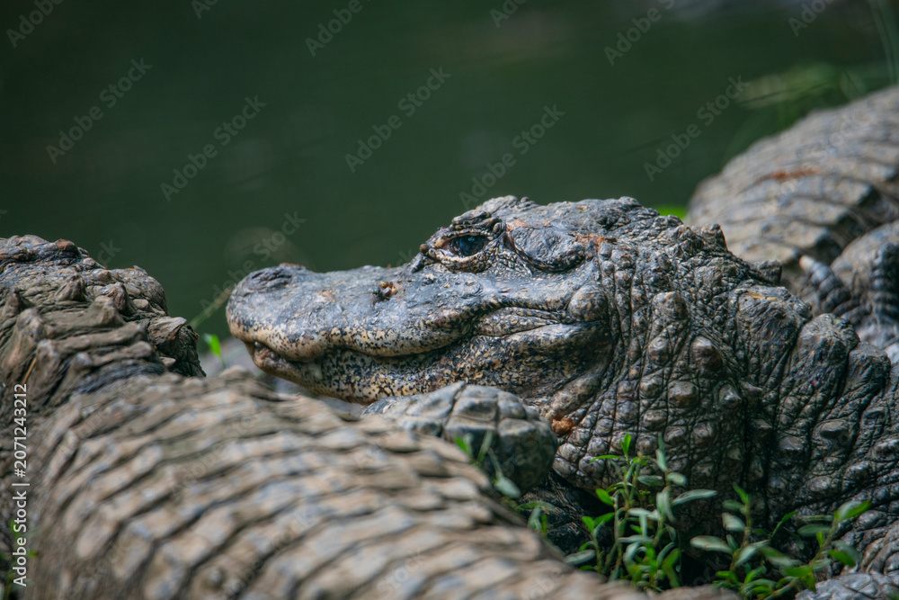 Fototapeta premium Close-ups of crocodiles in various poses