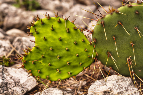 Fotografie prickly pear cactus