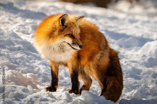 A Red fox is standing on the snow in Japan