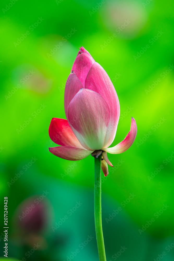 Fototapeta premium Beautiful lotus flowers in full bloom in summer.