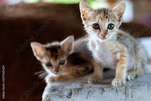 Two tabby kittens sat on the concrete floor, looking at the camera with their big, bright, and adorable eyes.