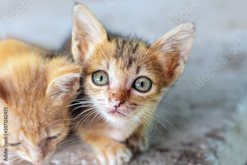 The tiny tabby kitten gazed out with its big, pretty eyes amidst the adorable orange cat friend beside it.
