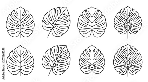 Monstera leaves line art illustrations.