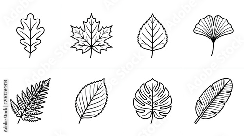 Variety of Leaf Illustrations.
