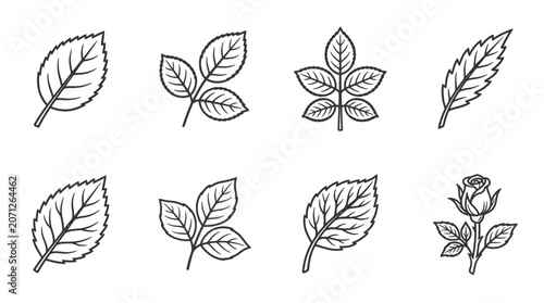 Variety of leaf shapes.