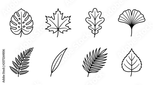 Various types of leaves.