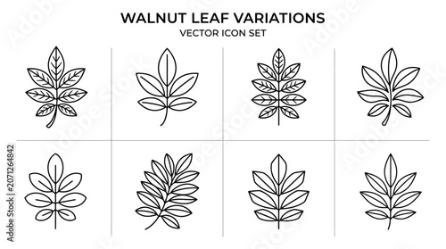 Walnut leaf vector icon set.