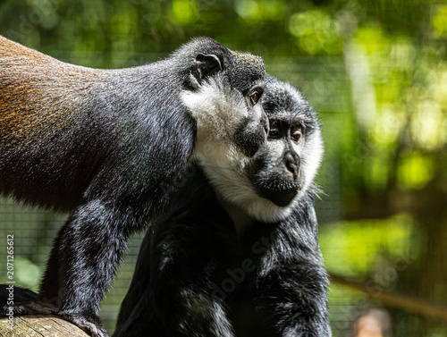 Canvas Print L'Hoest's monkey close-up