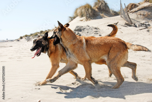 Photos young belgian shepherds and beach