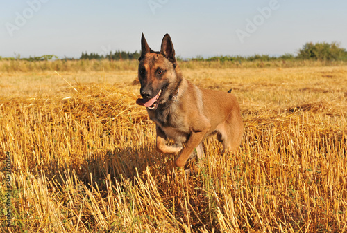 Bild auf Leinwand belgian shepherd in nature