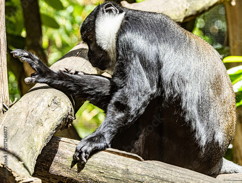 Photography L'Hoest's monkey close-up