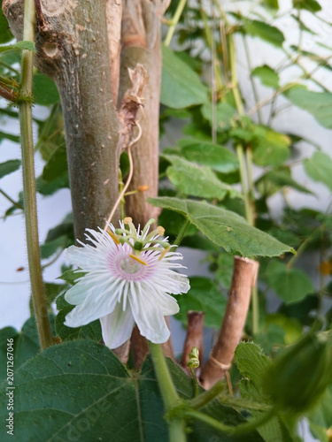 Tropical Wild Passionfruit Plant with Delicate White Blossoms